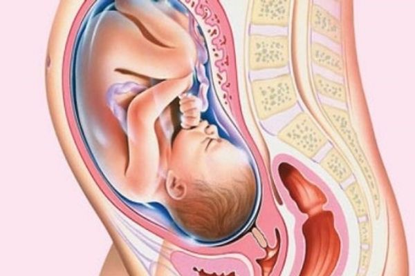 Thai ở tuần thứ 29 có đầu hướng về phía tử cung, nằm dọc theo bụng của mẹ bầu
