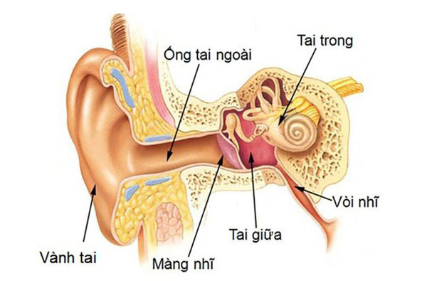 Hình ảnh cấu tạo ống tai và vị trí tai giữa.