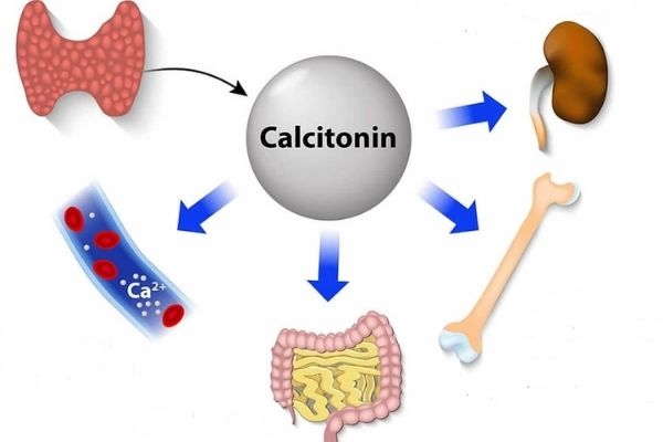 Calcitonine là loại thuốc có tác dụng tốt trong điều trị bệnh loãng xương