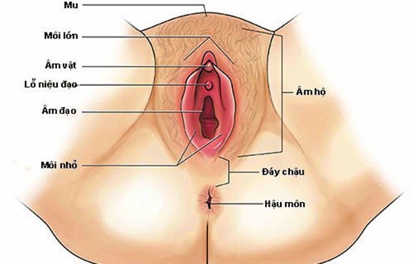  Vị trí của âm đạo ở cơ quan sinh dục nữ