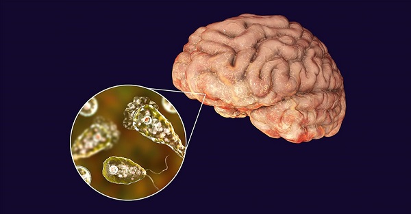 Amip ăn não là một loài ký sinh trùng vô cùng nguy hiểm