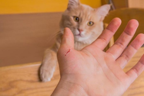 Nước dãi mèo chạm vào vết thương đang chảy máu có lây bệnh dại không?