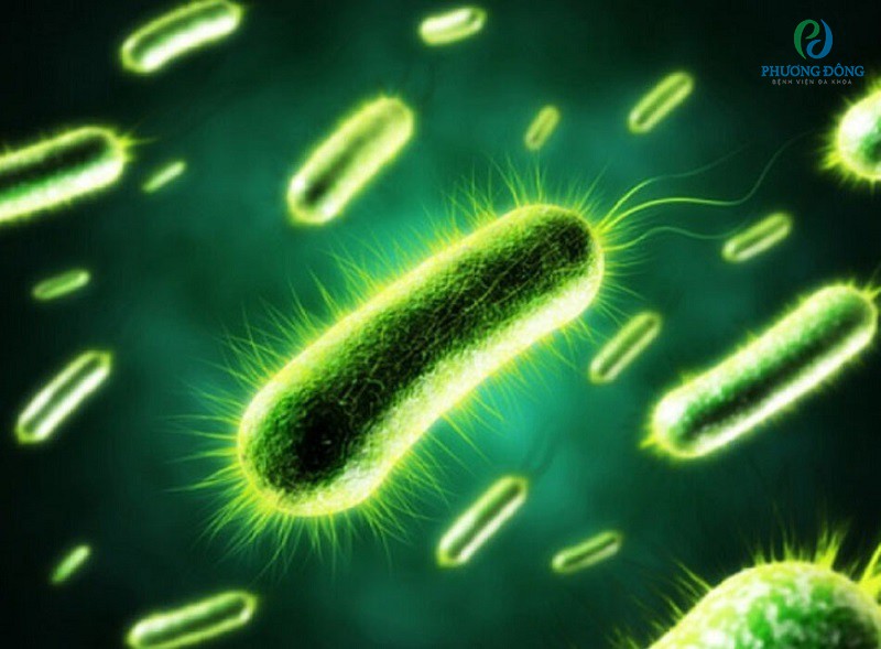 E-coli chính là vi khuẩn tấn công gây nhiễm trùng đường tiết niệu và bàng quang