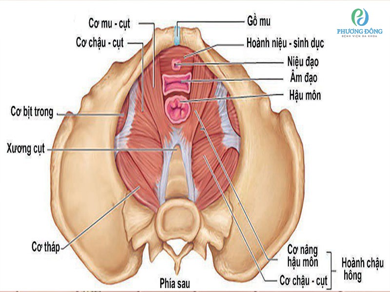 Hình ảnh các cơ sàn chậu giúp nâng đỡ giữ tử cung đúng vị trí
