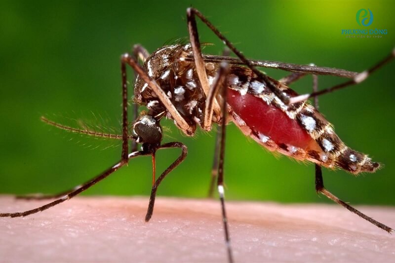 Muỗi vằn là thủ phạm gây ra sốt xuất huyết