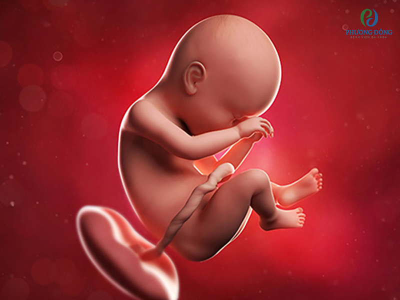 Rau thai cung cấp oxy cùng chất dinh dưỡng để bào thai phát triển khỏe mạnh.