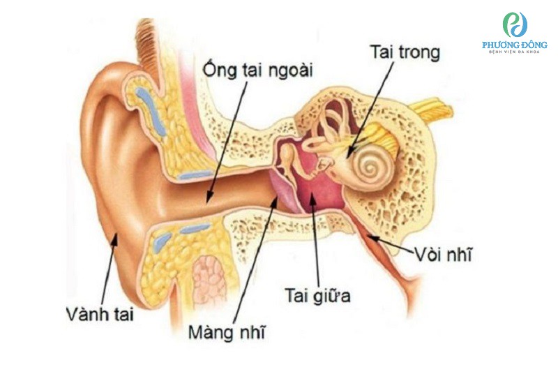 Ù tai khi đi máy bay có liên quan đến ống Eustachian, tai giữa và tai trong