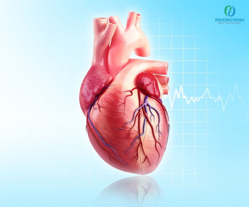 Cấu tạo chung của tim con người gồm 4 ngăn.