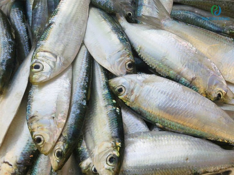 Cá trích bổ sung nguồn vitamin D tự nhiên dồi dào và chất lượng