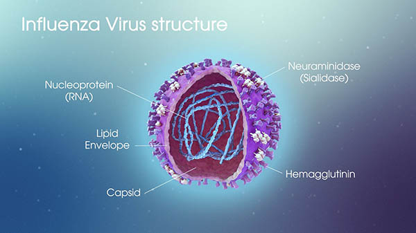 Cấu tạo virus cúm