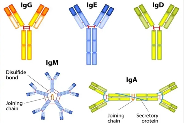 IgG là 1 trong 5 kháng thể được tìm thấy trong máu của con người