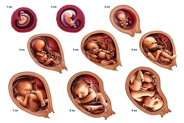 Sự phát triển của thai nhi ở tuần 16