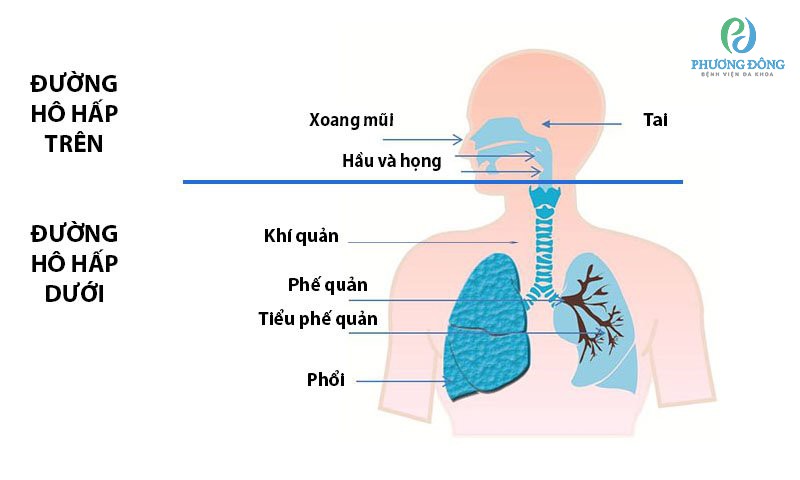 Nhiễm trùng đường hô hấp trên khác với nhiễm trùng hô hấp dưới về vùng bị ảnh hưởng