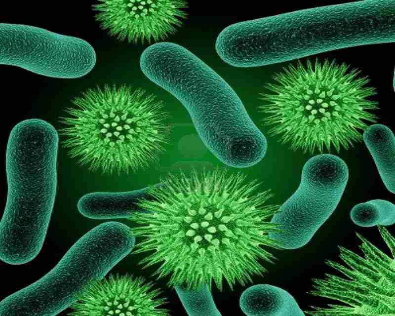 Vi khuẩn là nguyên nhân trực tiếp gây ra bệnh viêm họng hạt