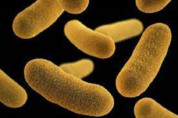 Ngộ độc do vi khuẩn yersinia enterocolitica