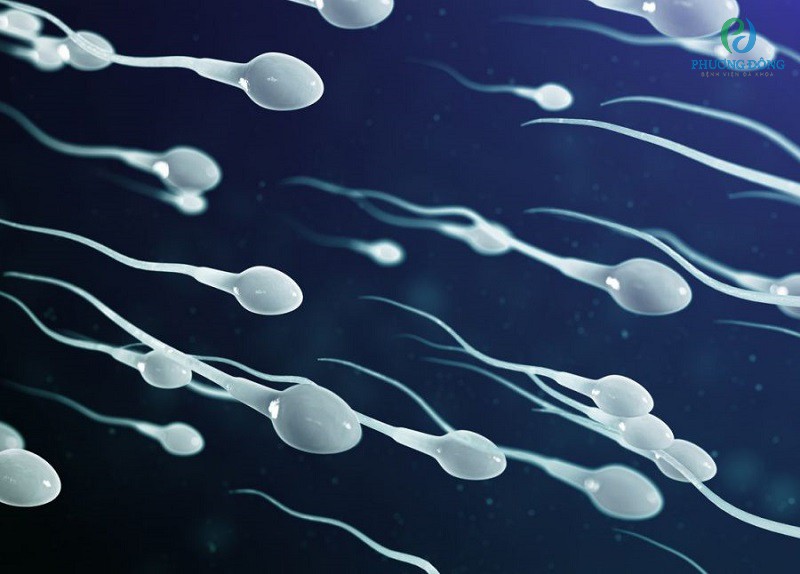 Tinh trùng đóng vai trò quan trọng trong sinh sản