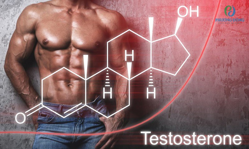 Testosterone chịu trách nhiệm về sự ham muốn tình dục, khả năng sinh sản