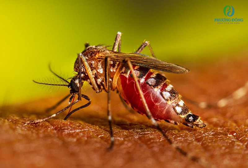 Bệnh lây truyền chủ yếu do muỗi vằn chích