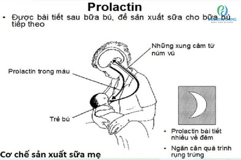 Cơ chế sản xuất sữa mẹ và Prolactin 