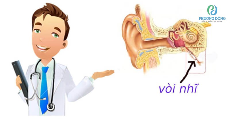 Vòi tai có chức năng dẫn lưu thông khí giữa xoang chũm và tai giữa