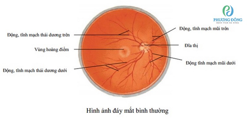 Điểm vàng của mắt là cấu trúc đặt biệt của mắt tập hợp hàng triệu tế bào