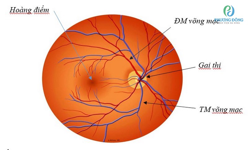 Điểm vàng của mắt cấu trúc dạng bầu dục có nhiều tế bào