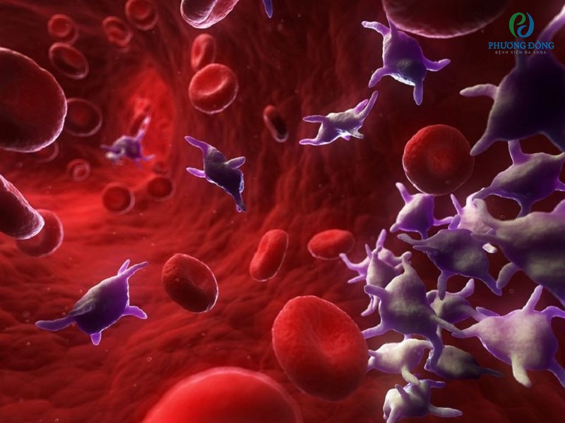 Tiểu cầu có vai trò quan trọng đối với quá trình đông máu của cơ thể