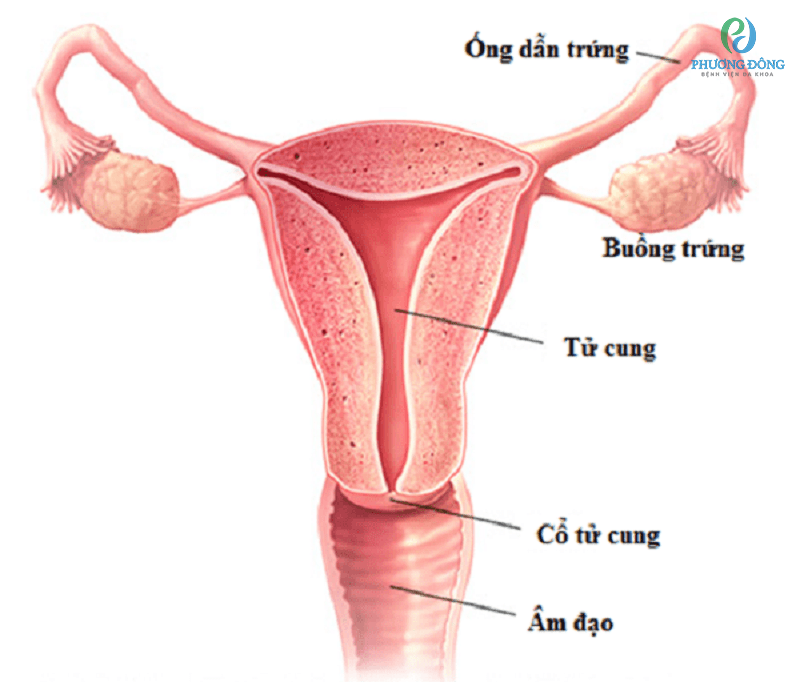 hình ảnh ống dẫn trứng của phụ nữ