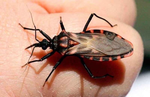 Bệnh Chagas là gì, triệu chứng, các phương pháp điều trị và phòng tránh