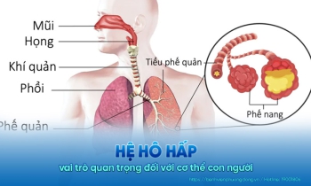 Hệ hô hấp và vai trò quan trọng đối với cơ thể con người