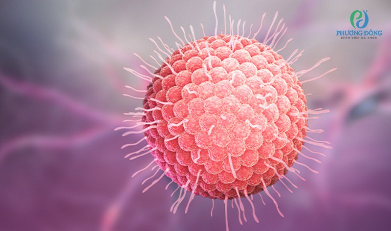 Virus Herpes Simplex – Tác nhân gây viêm kết mạc nhầy mủ