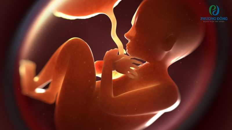 Nhau thai có vai trò quan trọng trong việc phát triển của thai nhi 