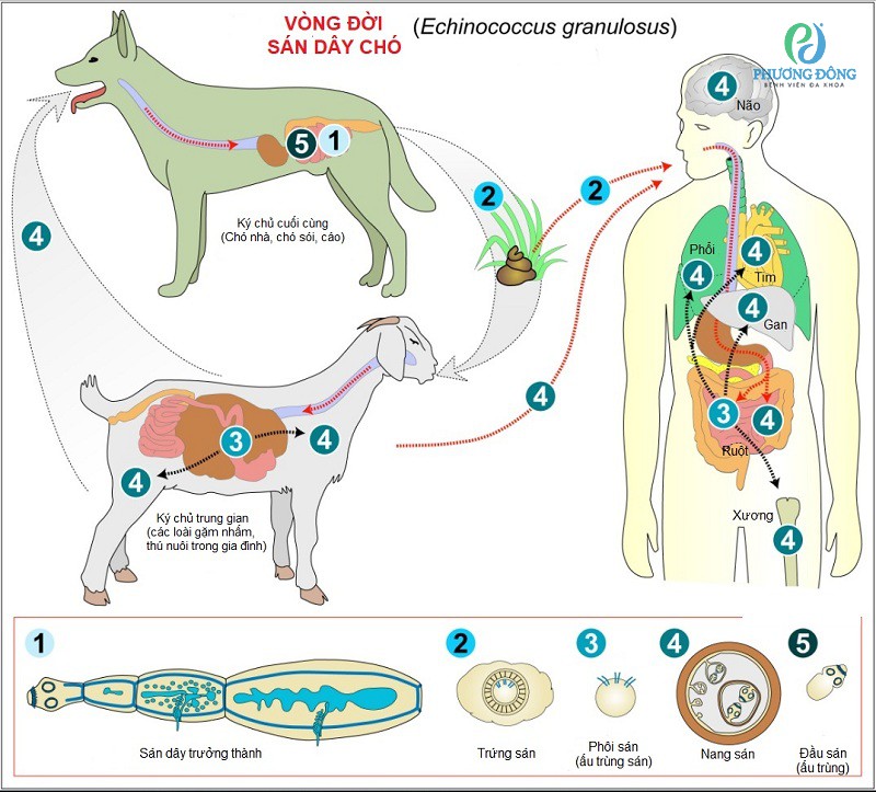 Con đường truyền nhiễm Echinococcus từ động vật sang người 