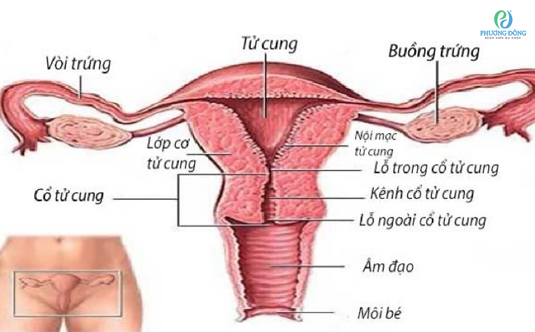 Mô hình khung chậu và cơ quan sinh dục nữ  Thiết Bị Y Tế Huê Lợi