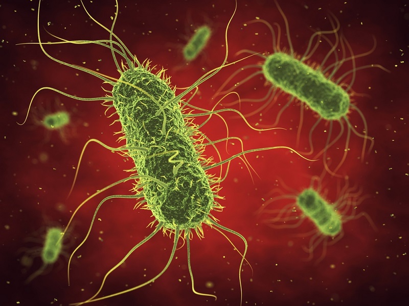 Vi khuẩn Salmonella typhi là tác nhân gây nên bệnh thương hàn.