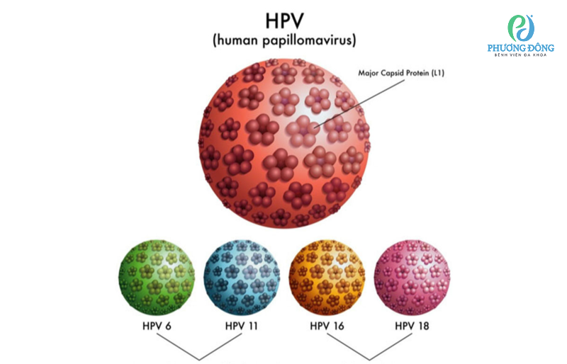 virus HPV nguyên nhân gây mụn cóc