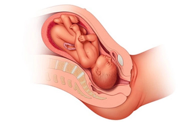 Tử cung lớn dần tương ứng với các mốc thai nhi phát triển.