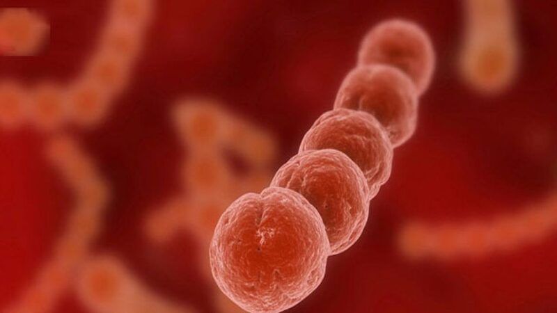 Vi khuẩn Streptococcus pyogenes là nguyên nhân chính gây bệnh