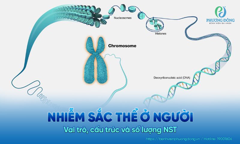 Nhiễm sắc thể ở người: Vai trò, cấu trúc và số lượng NST