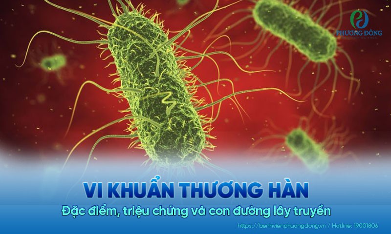 Vi khuẩn thương hàn: Đặc điểm, triệu chứng và con đường lây truyền