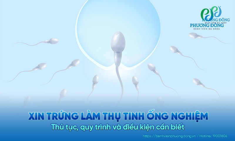 Xin trứng làm thụ tinh ống nghiệm: Thủ tục, quy trình, điều kiện nên biết