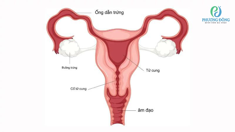 Đáy tử cung nằm ở đâu?