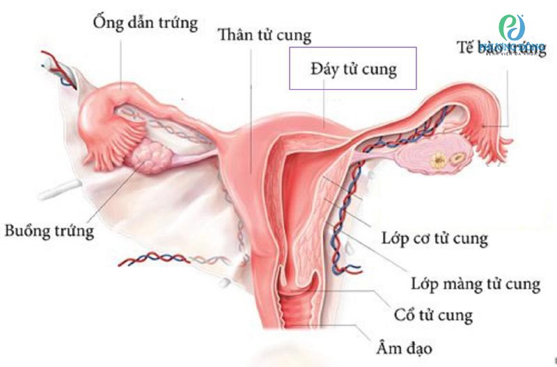 Đáy tử cung nằm ở vị trí cao nhất của tử cung