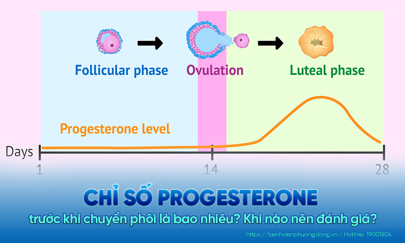 Chỉ số progesterone trước khi chuyển phôi là bao nhiêu? Khi nào nên đánh giá?