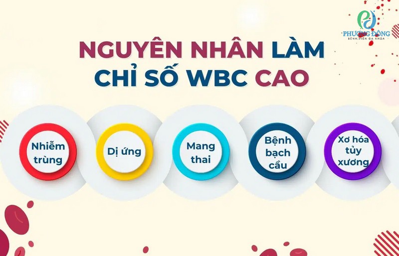 Trong xét nghiệm máu WBC là gì? Các chỉ số có ý nghĩa gì?