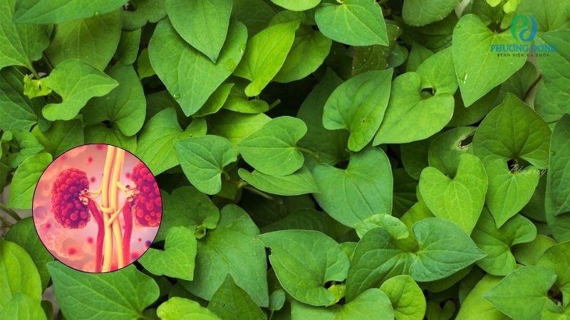 Rau diếp cá hỗ trợ đào thải sỏi thận và cải thiện chứng thận hư, thận yếu