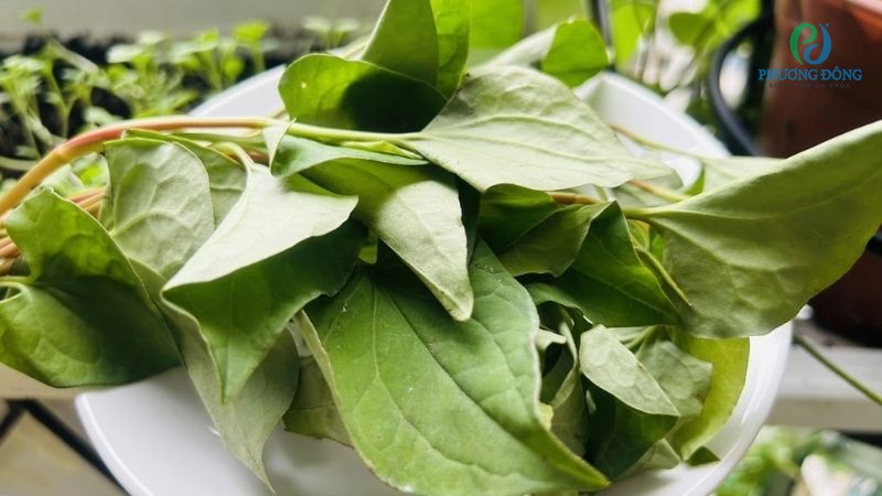 Rau diếp cá có tốt cho thận không? Rau diếp cá có tốt cho thận không?