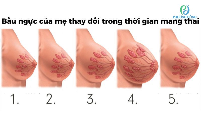 Tuyến vú của mẹ sẽ thay đổi trong thời gian mang thai