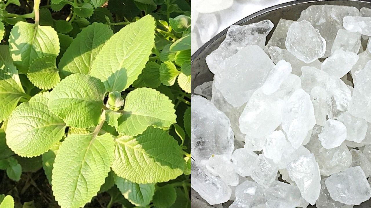 Có thể bạn chưa biết chúng ta có thể dùng nước húng chanh đường phèn để chữa đau họng