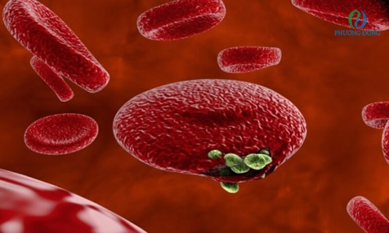 Ký sinh trùng sốt rét sinh sản vô tính ở hồng cầu để giải phóng thế hệ ký sinh trùng mới